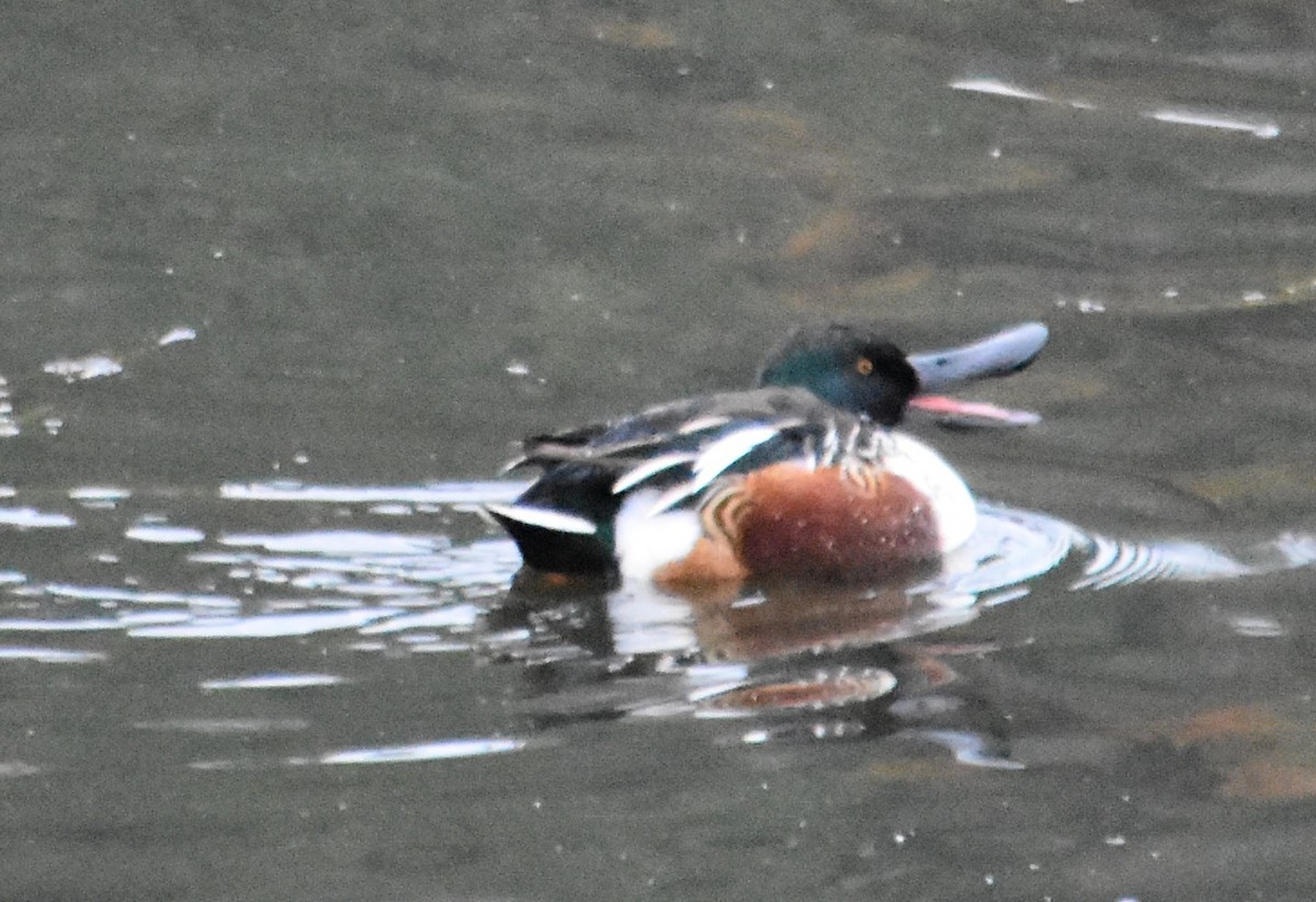 Mestolone - ML645141704