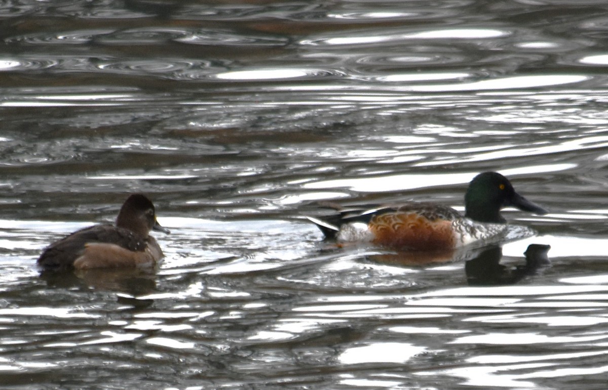 Mestolone - ML645141705