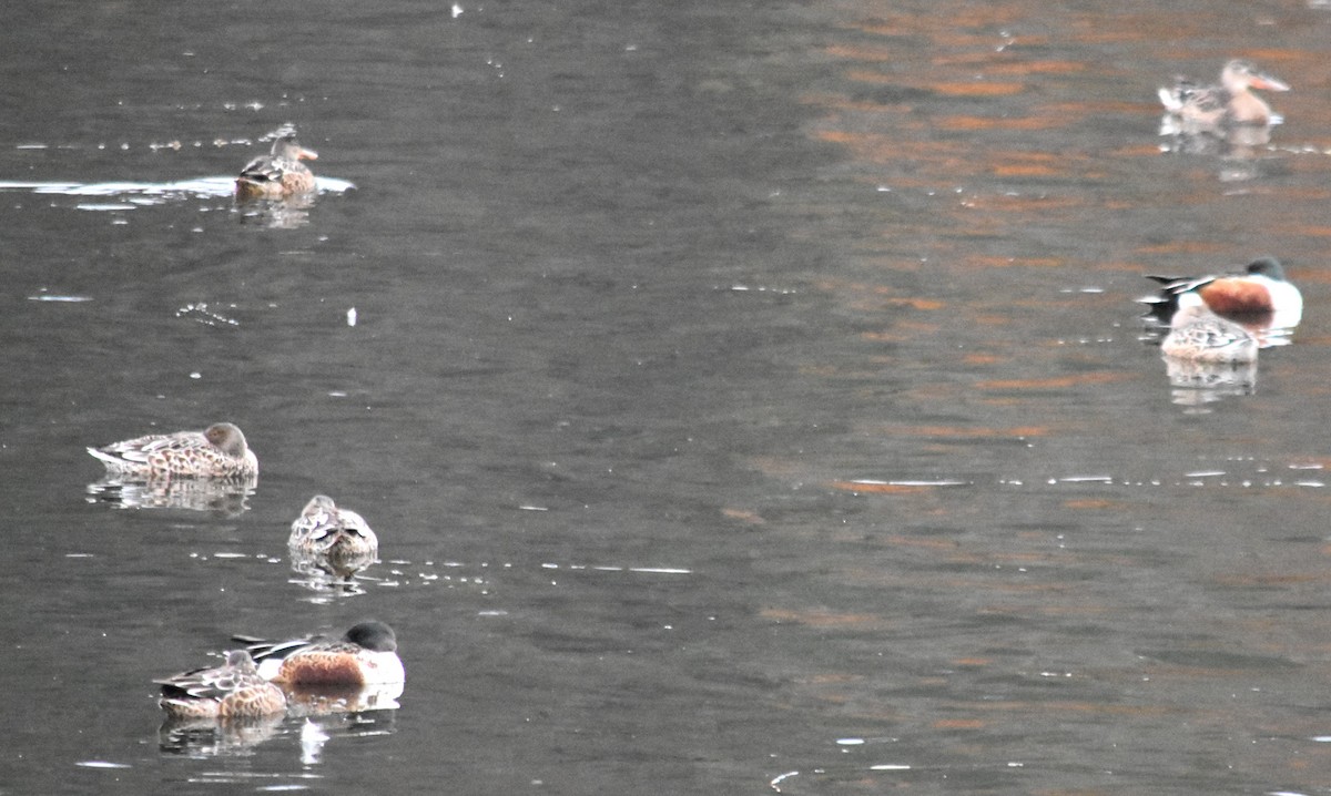 Mestolone - ML645141706