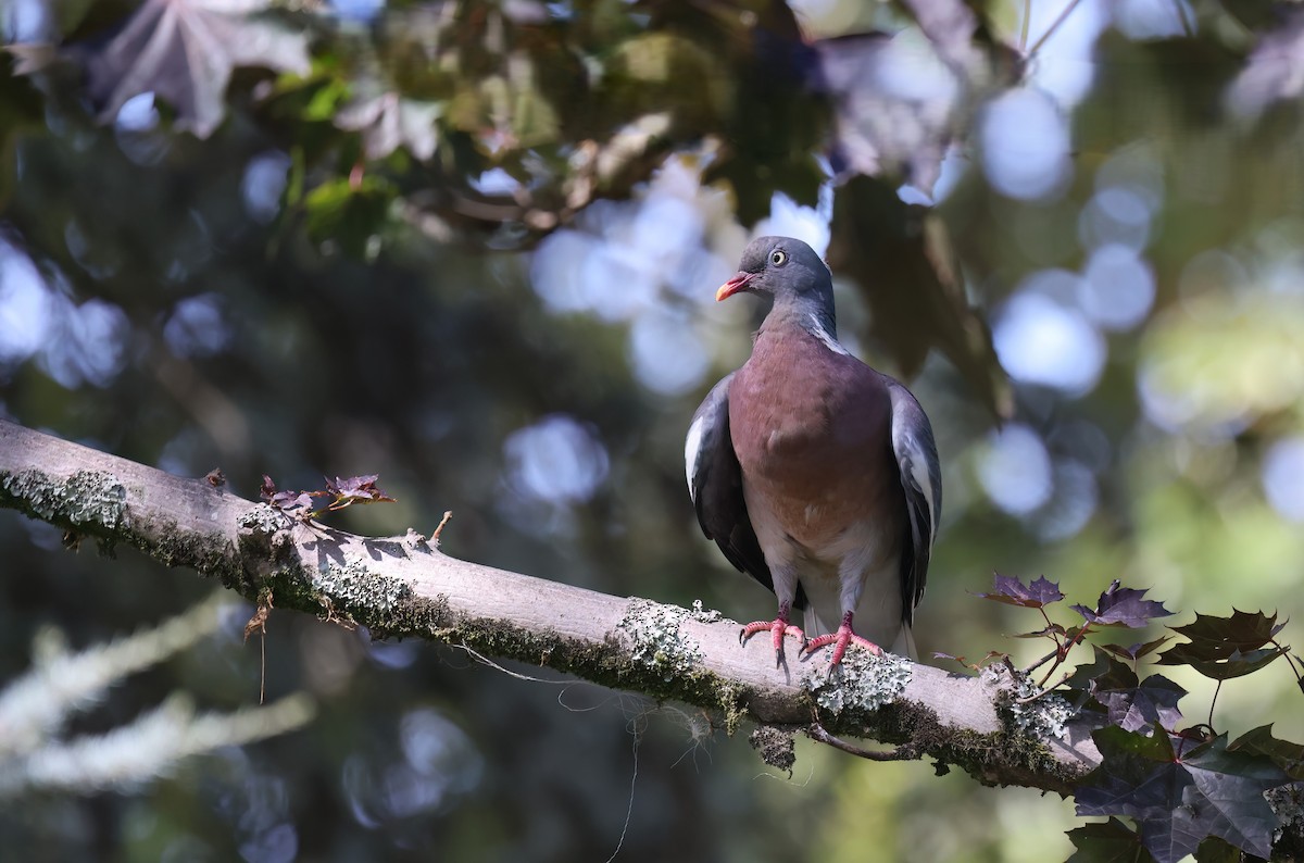 Common Wood-Pigeon - ML645141712