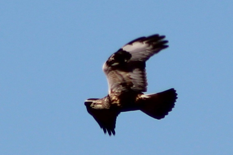 Rough-legged Hawk - ML645141714