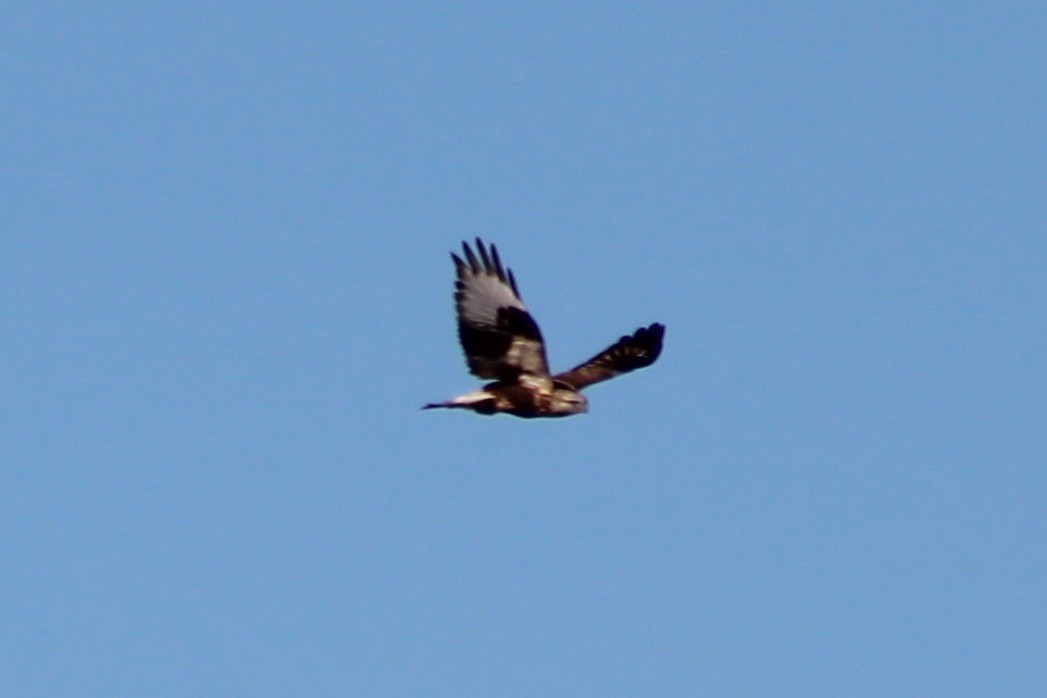 Rough-legged Hawk - ML645141715