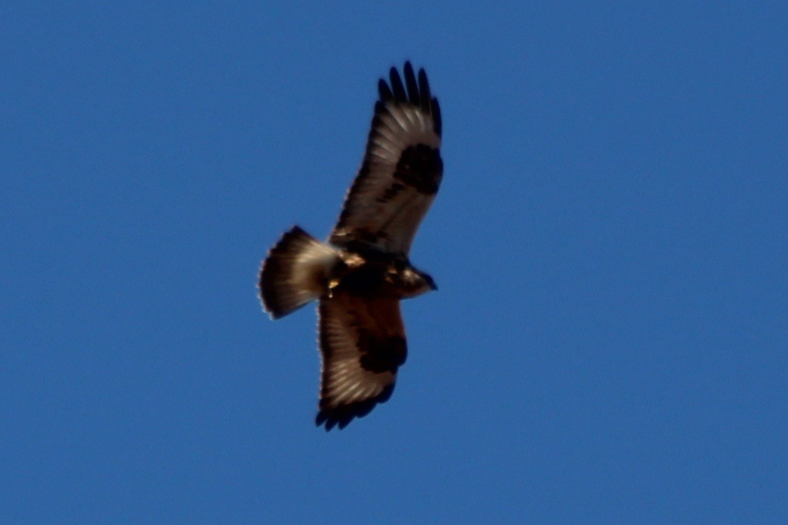 Rough-legged Hawk - ML645141716