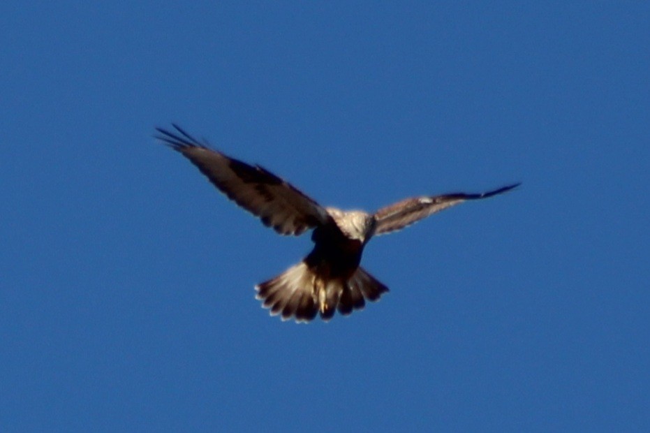 Rough-legged Hawk - ML645141717