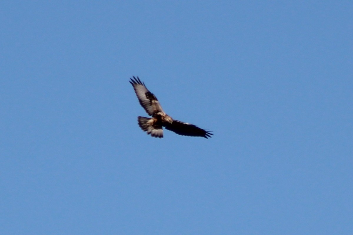Rough-legged Hawk - ML645141718