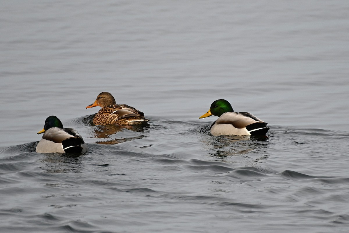 Зэрлэг нугас - ML645141722