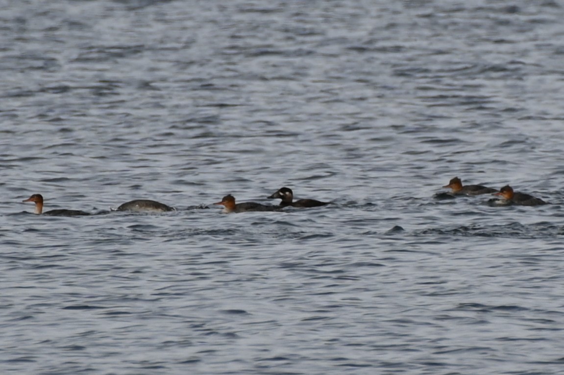 Surf Scoter - ML645141727
