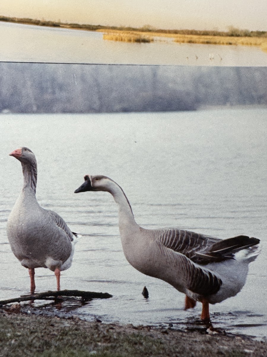 Graylag Goose (Domestic type) - ML645141737