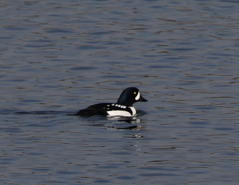 עבראש איסלנדי - ML645141738