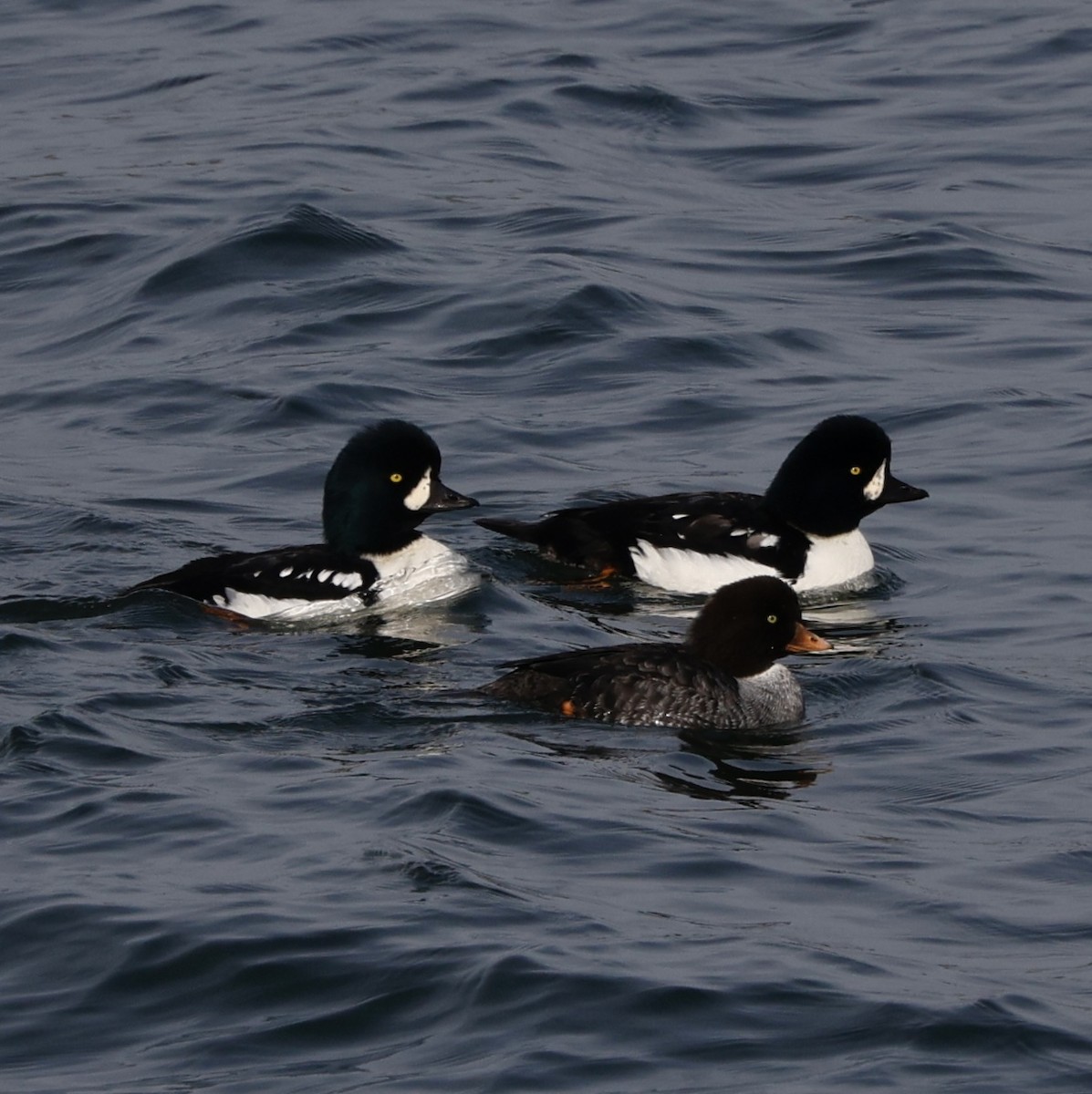 עבראש איסלנדי - ML645141739