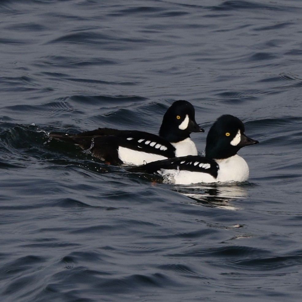 עבראש איסלנדי - ML645141740