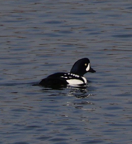 עבראש איסלנדי - ML645141742