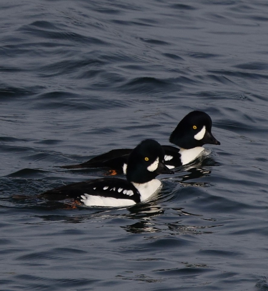 עבראש איסלנדי - ML645141743