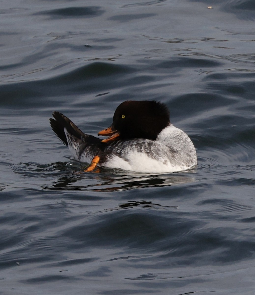 עבראש איסלנדי - ML645141745