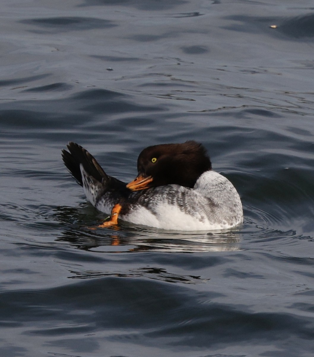 עבראש איסלנדי - ML645141746