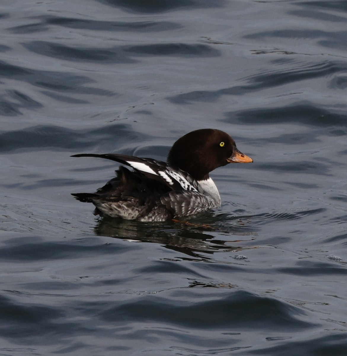 עבראש איסלנדי - ML645141747