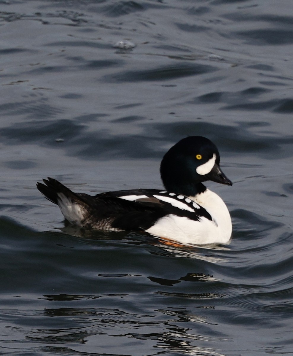 עבראש איסלנדי - ML645141748
