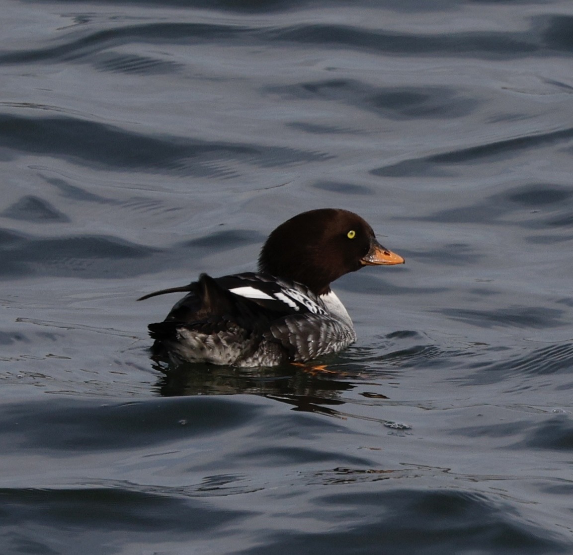 עבראש איסלנדי - ML645141749