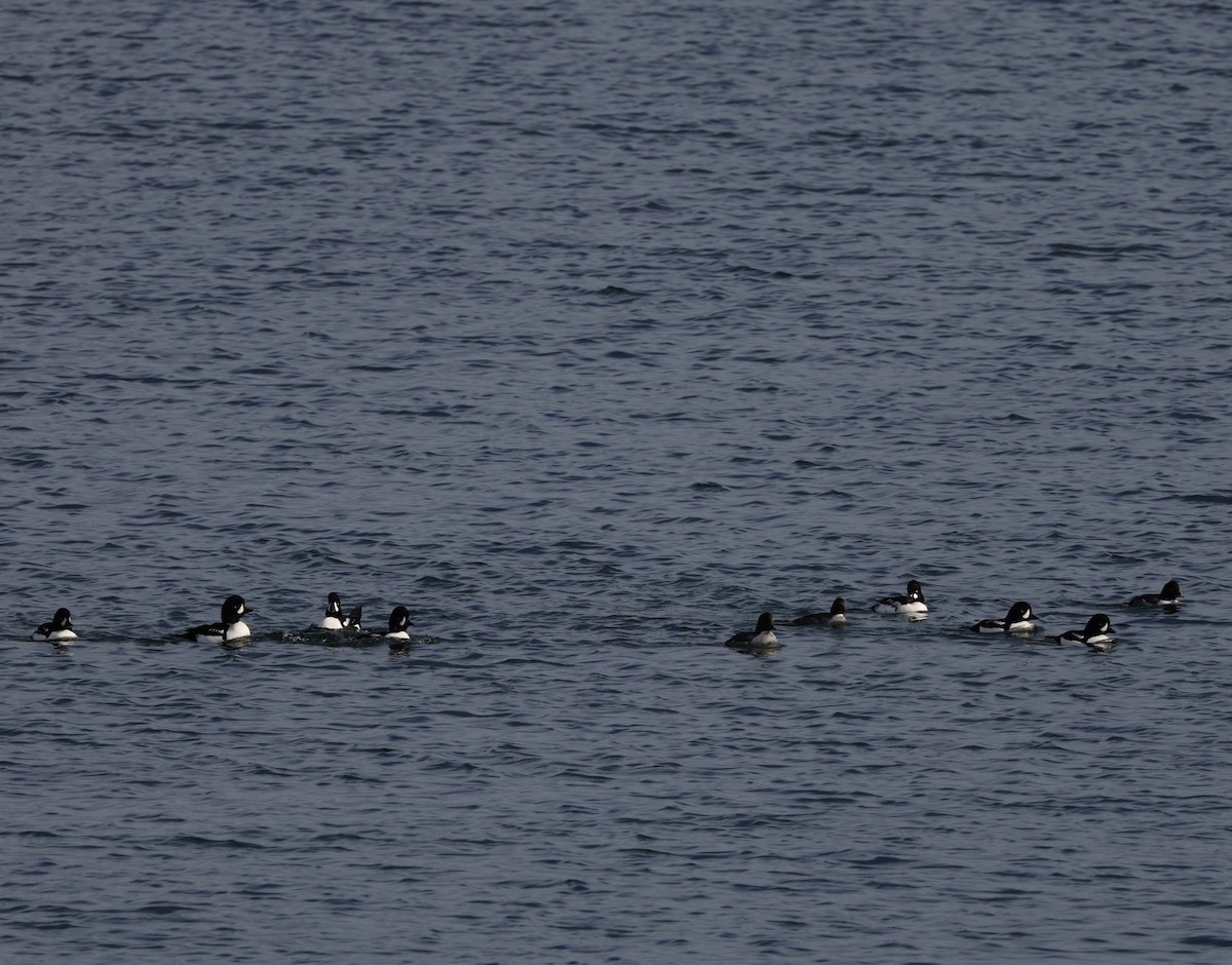 עבראש איסלנדי - ML645141750