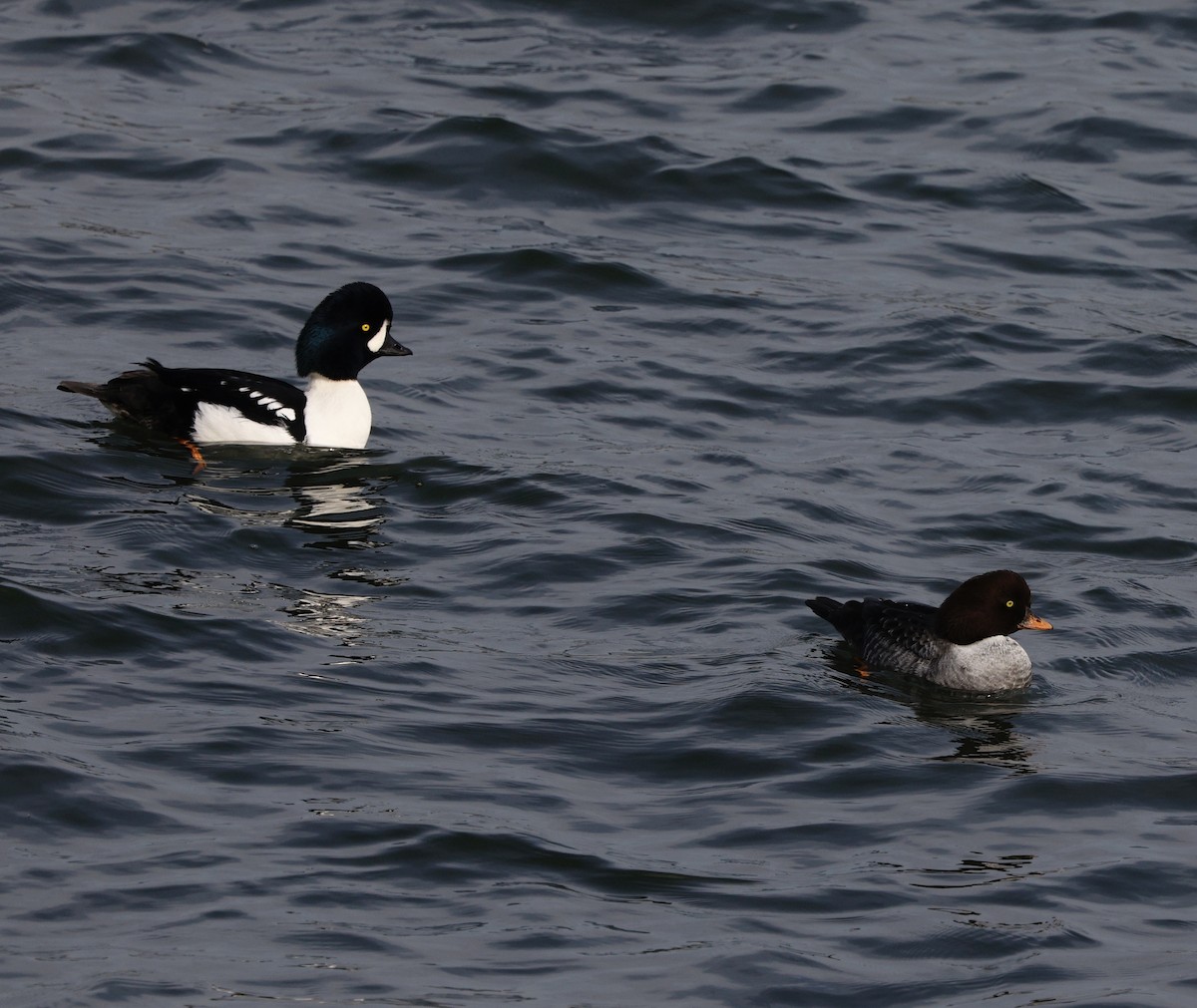עבראש איסלנדי - ML645141751