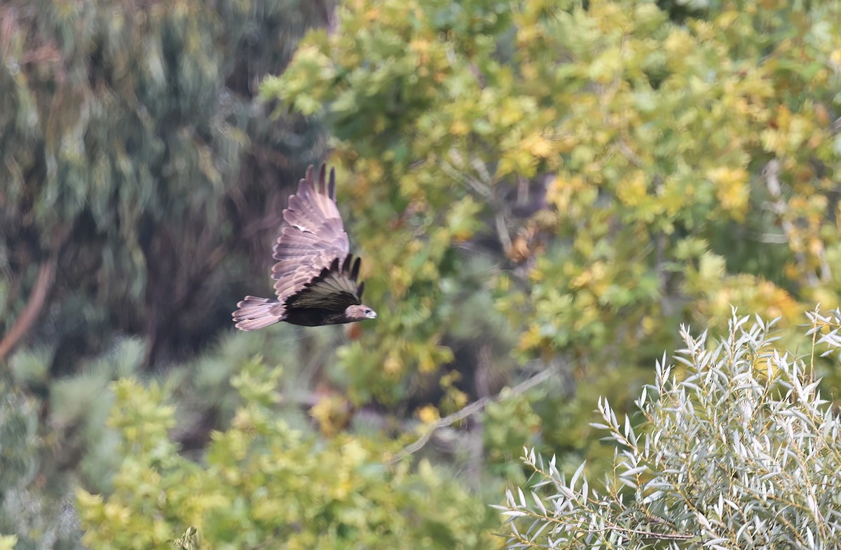 Buse variable - ML645141766