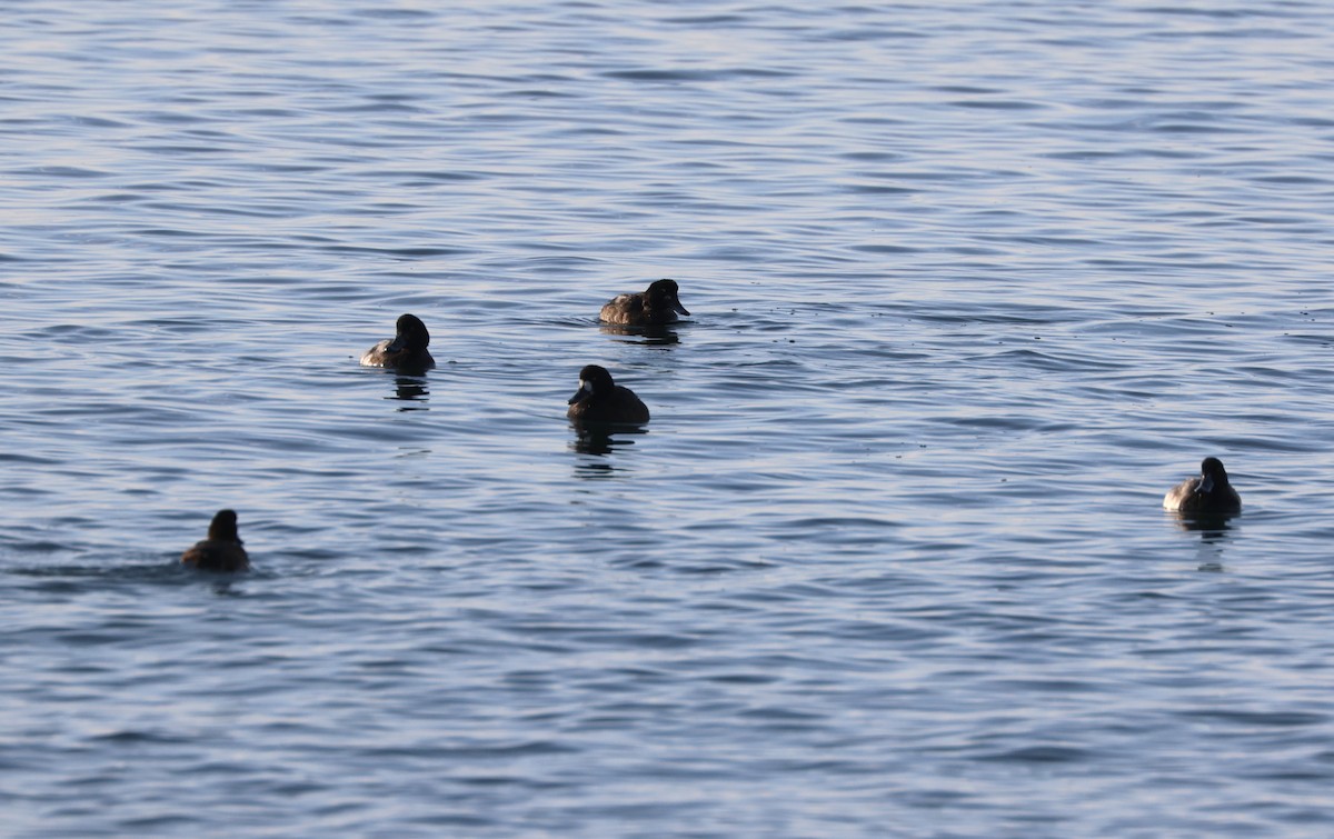 Greater Scaup - ML645141775
