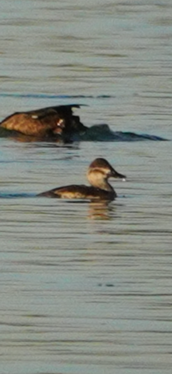 Савка американська - ML645141778