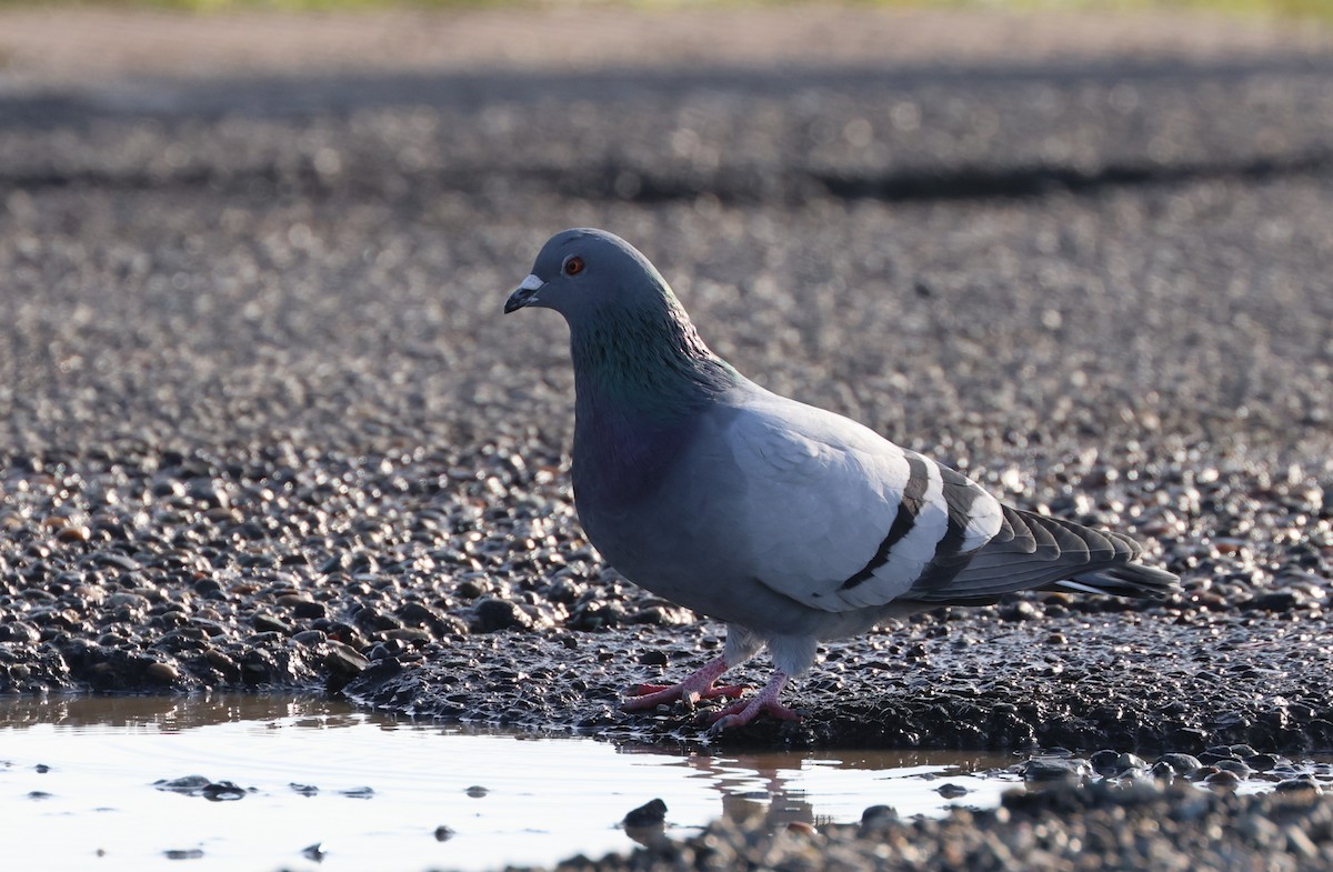 Kaya Güvercini (evcil tip) - ML645141788