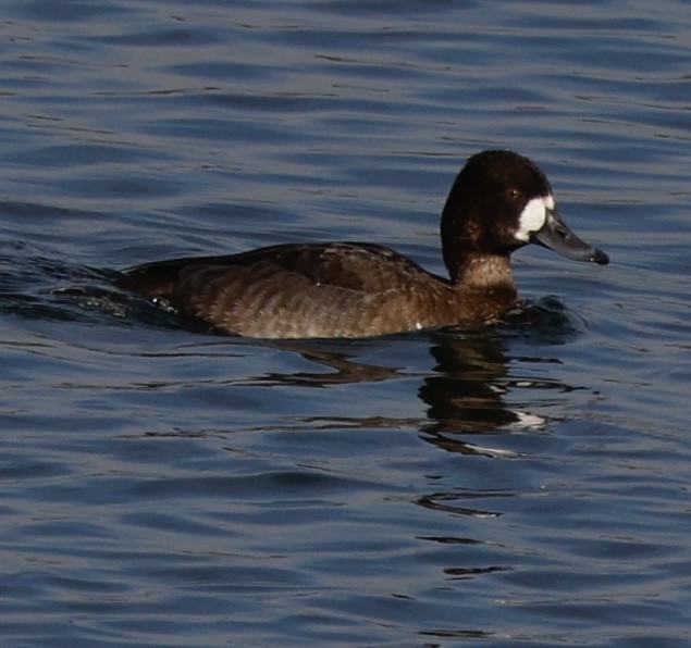 Greater Scaup - ML645141794