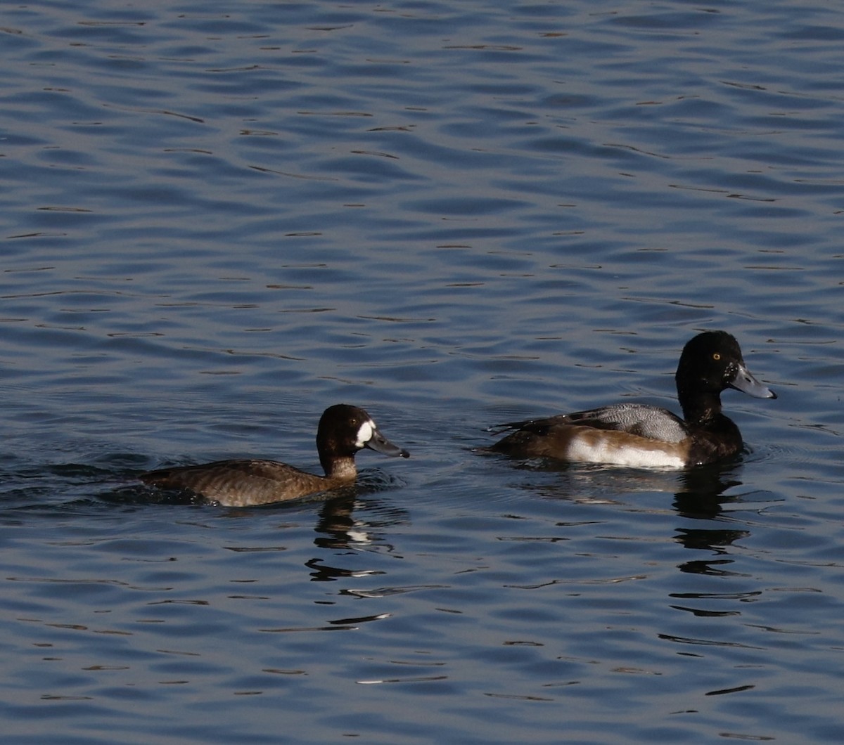 Greater Scaup - ML645141795