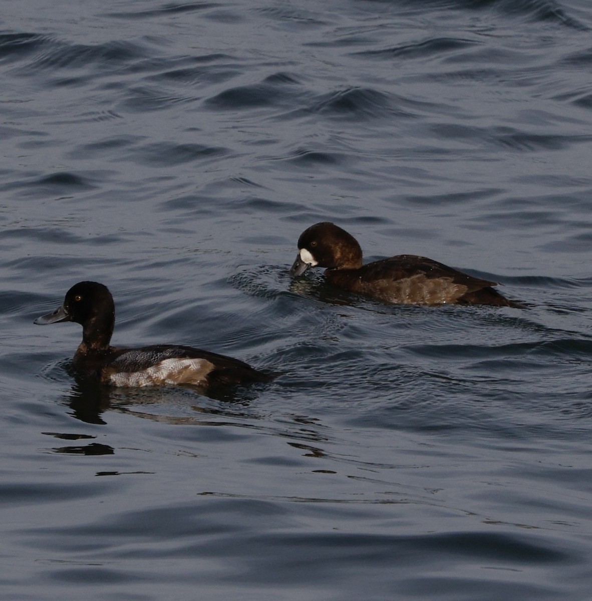 Greater Scaup - ML645141796