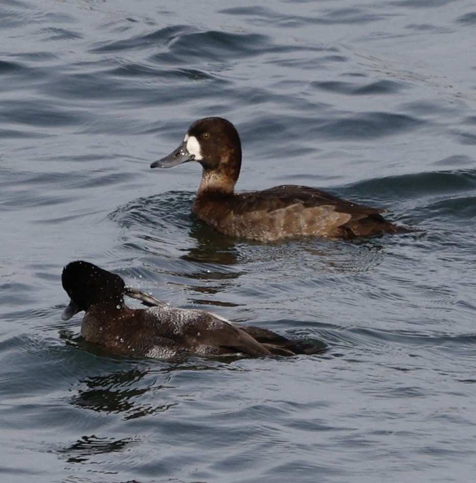 Greater Scaup - ML645141797