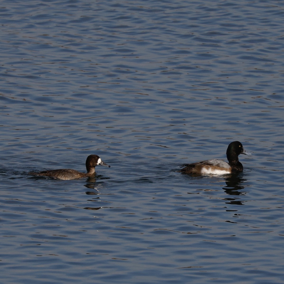 Greater Scaup - ML645141798