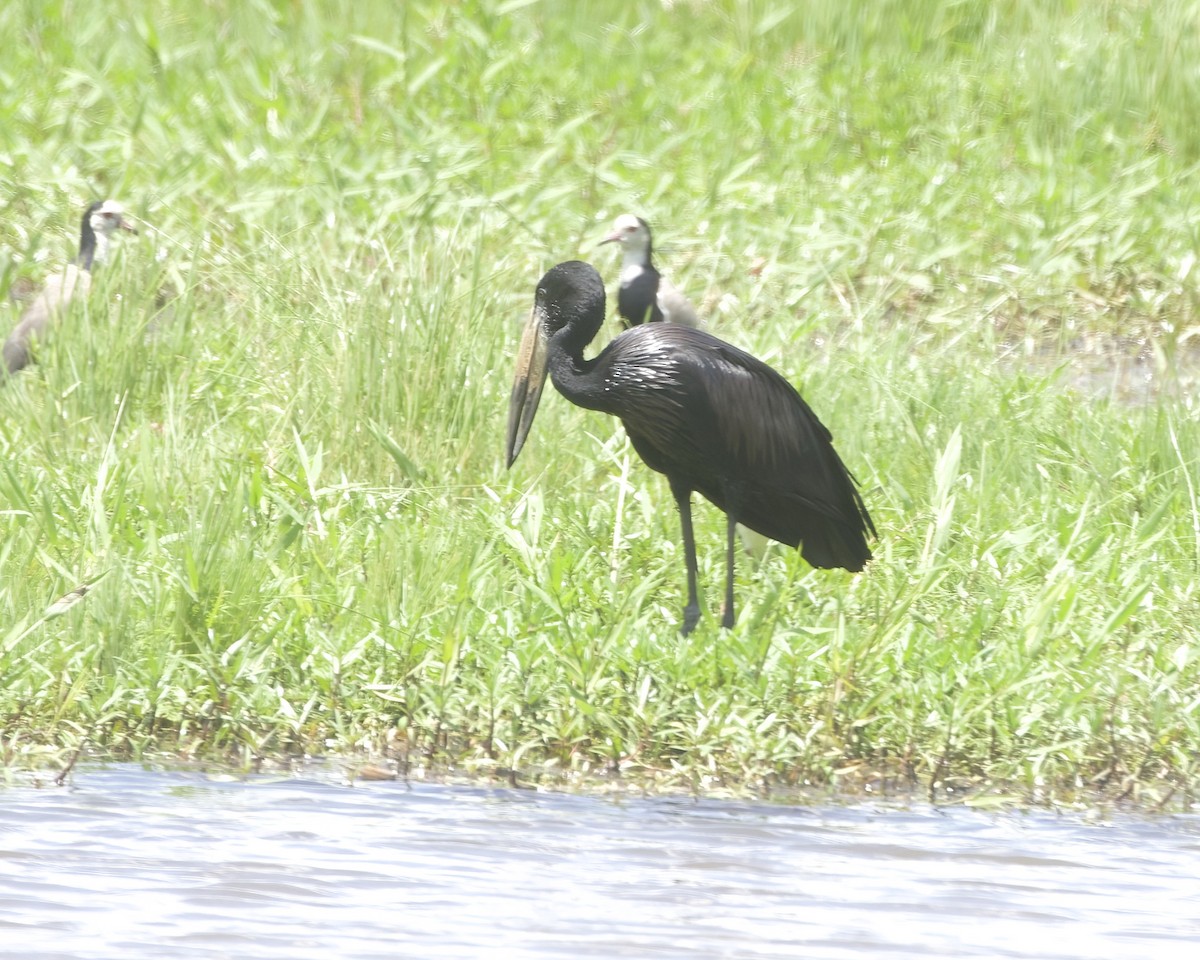 African Openbill - ML645141819