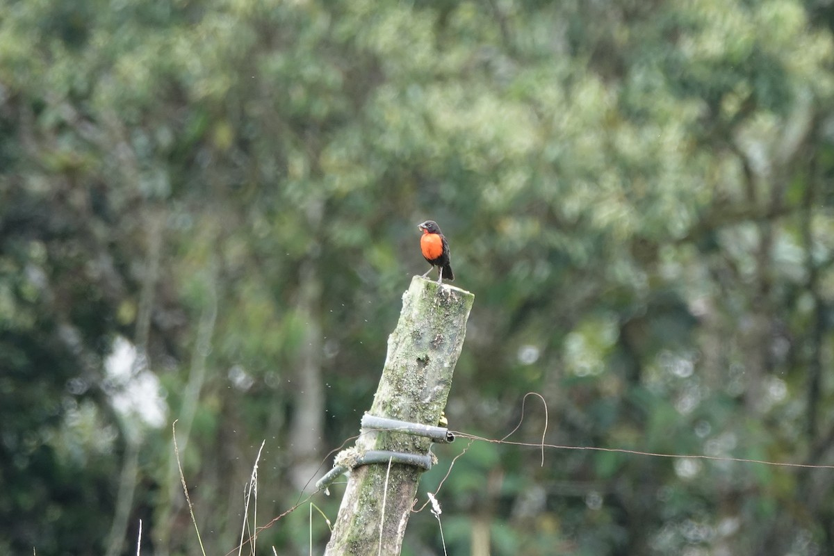 Red-breasted Meadowlark - ML645141862