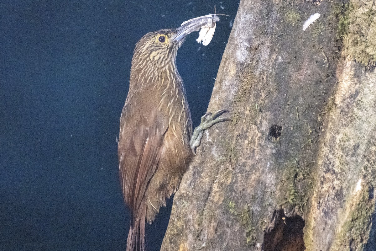 Strong-billed Woodcreeper - ML645141865