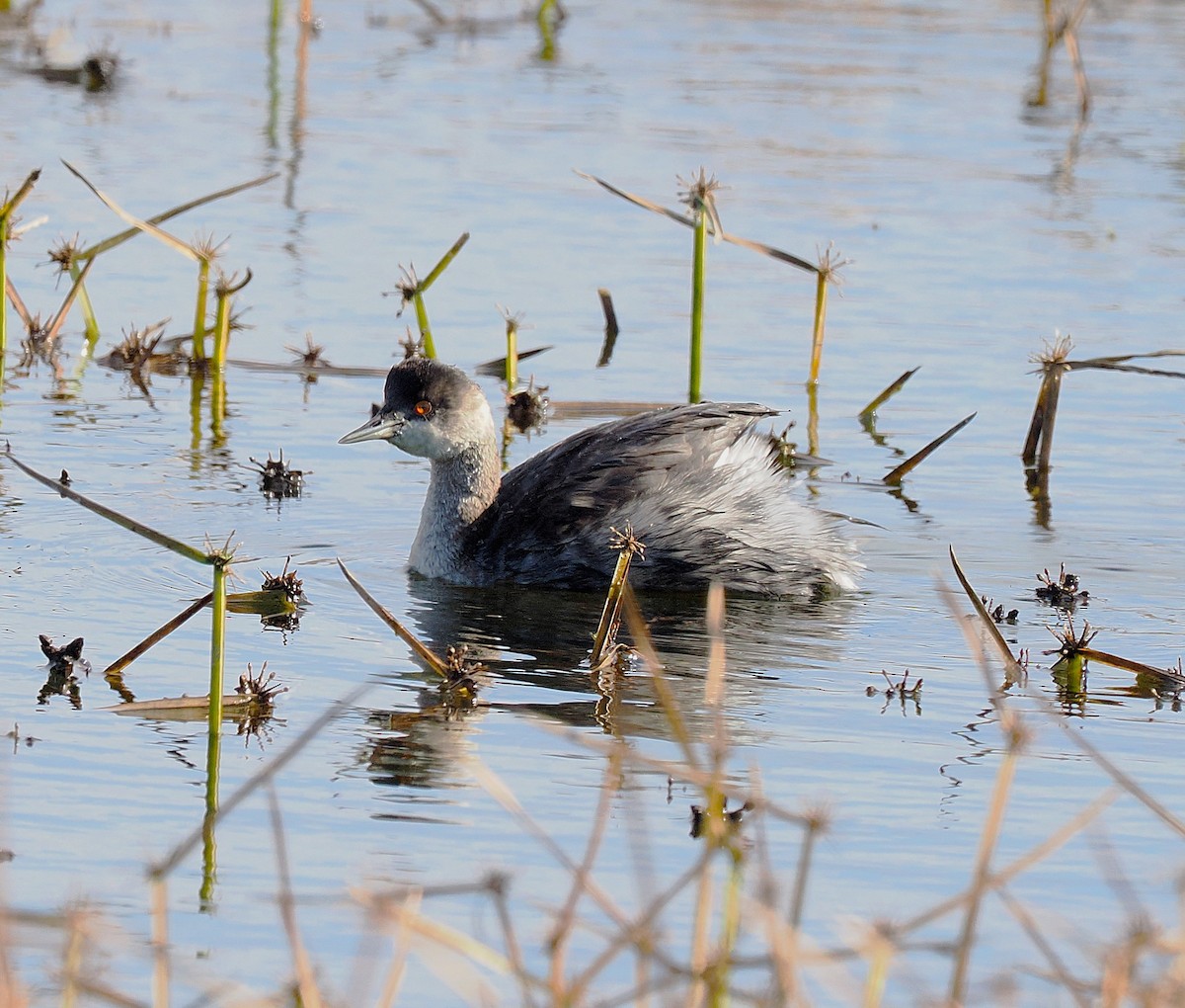 Eared Grebe - ML645141878