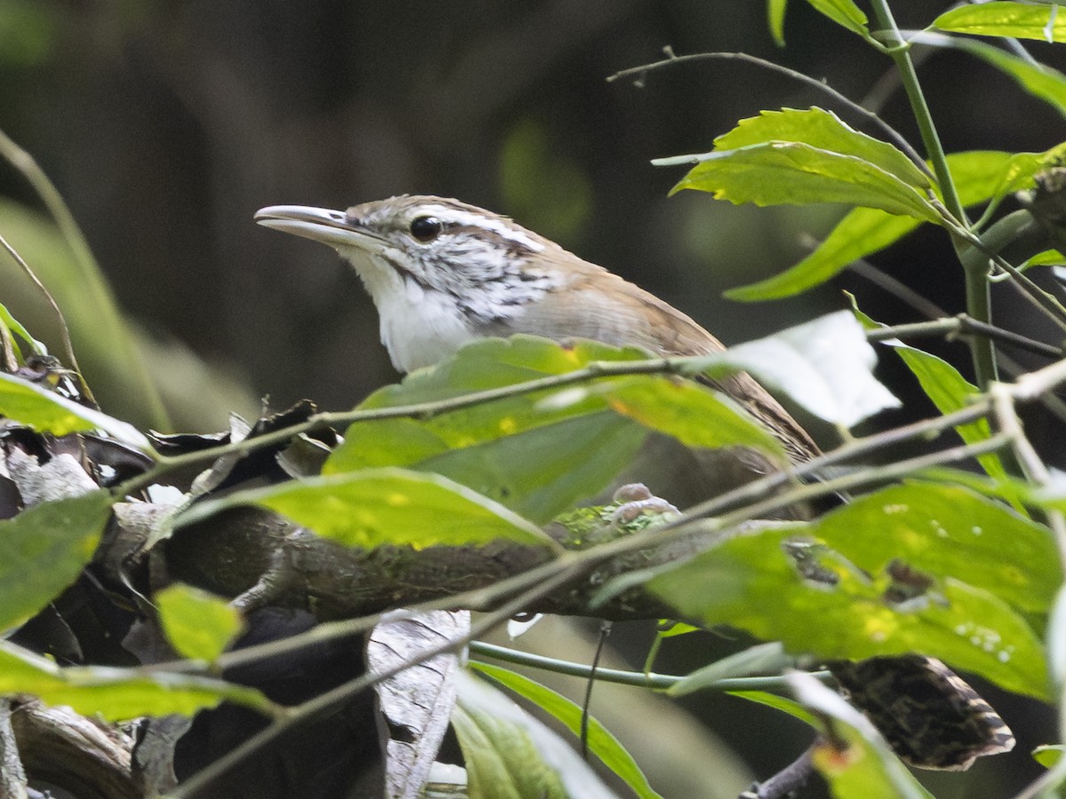 Niceforo's Wren - ML645141886
