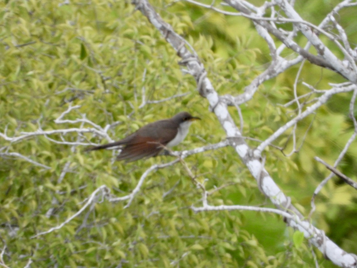 Yellow-billed Cuckoo - ML645141890