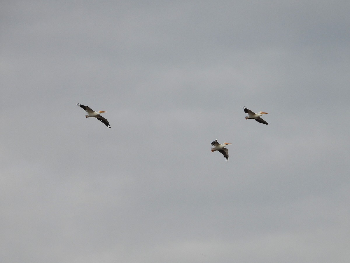 American White Pelican - ML645141897