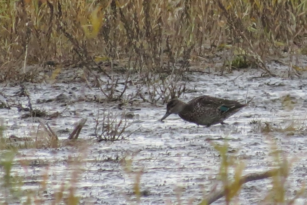 小水鴨 - ML645141898