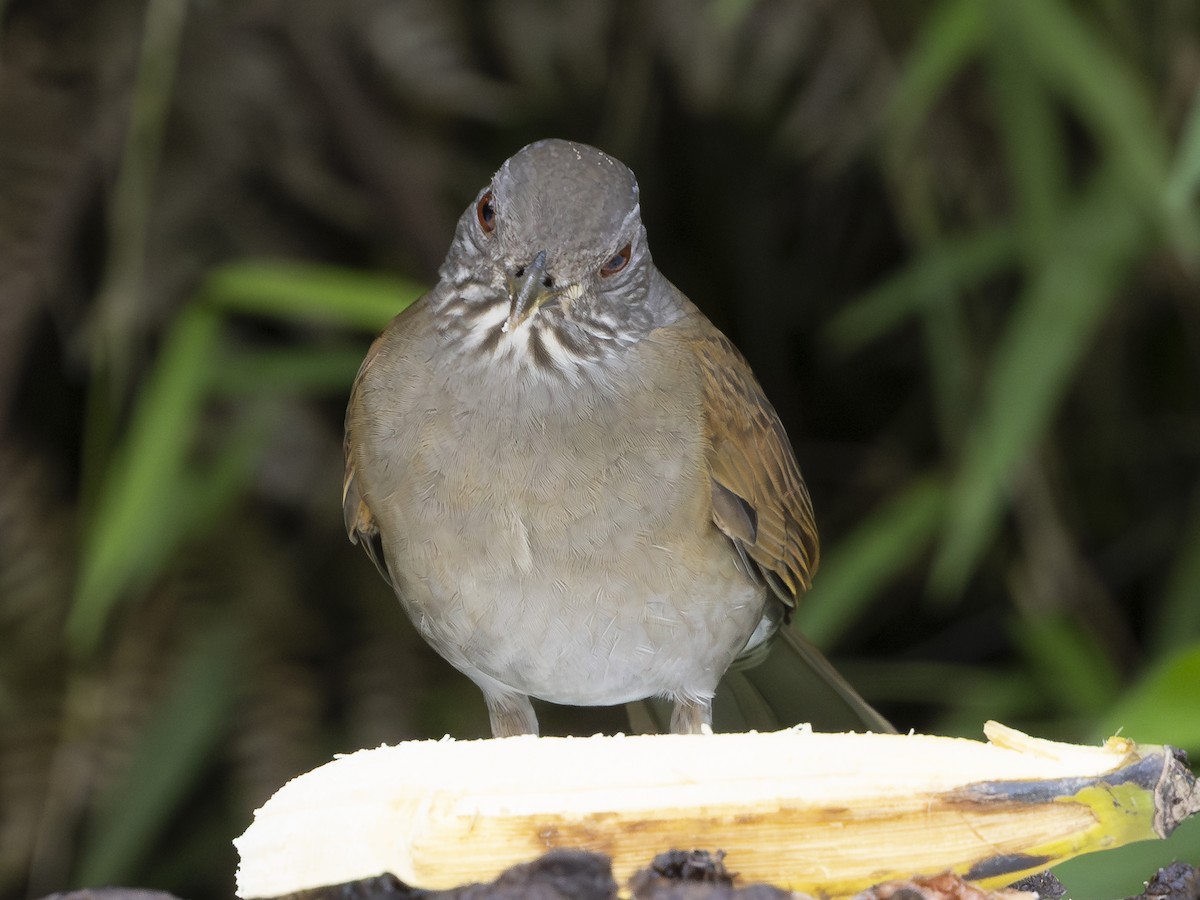 Pale-breasted Thrush - ML645141905