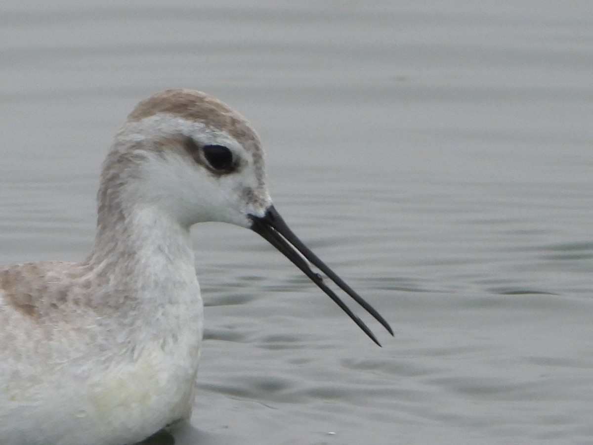 Wilson's Phalarope - ML645141908