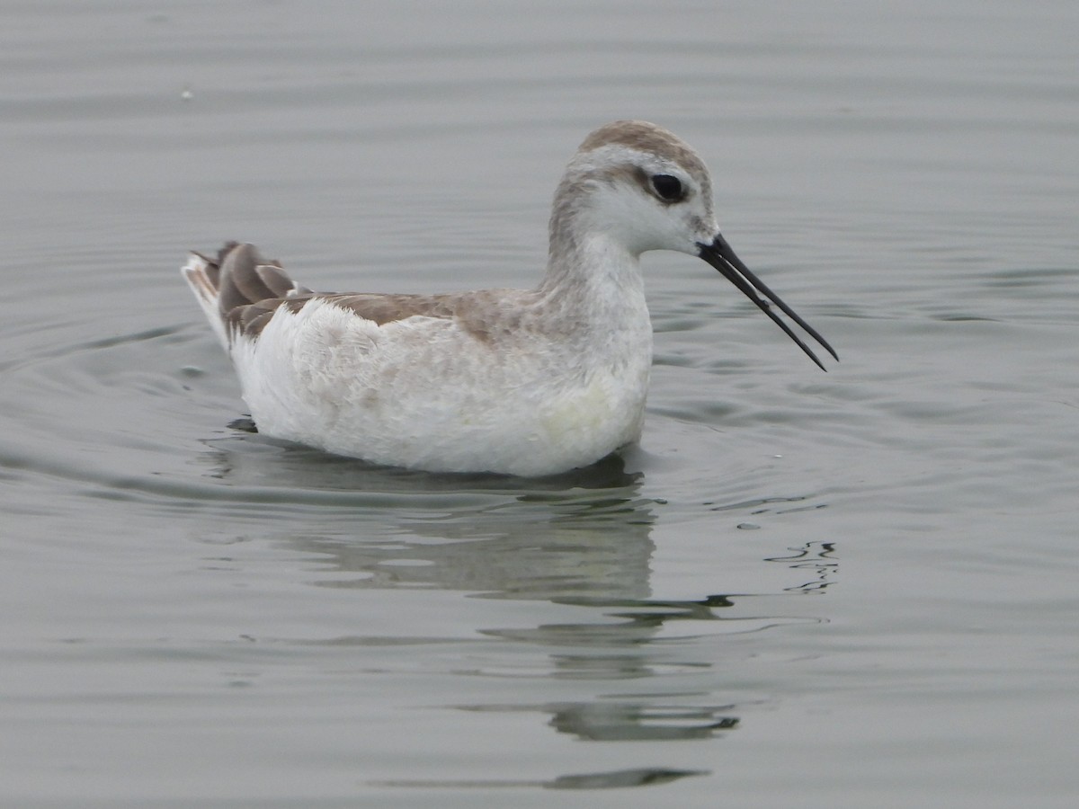 Wilson's Phalarope - ML645141909