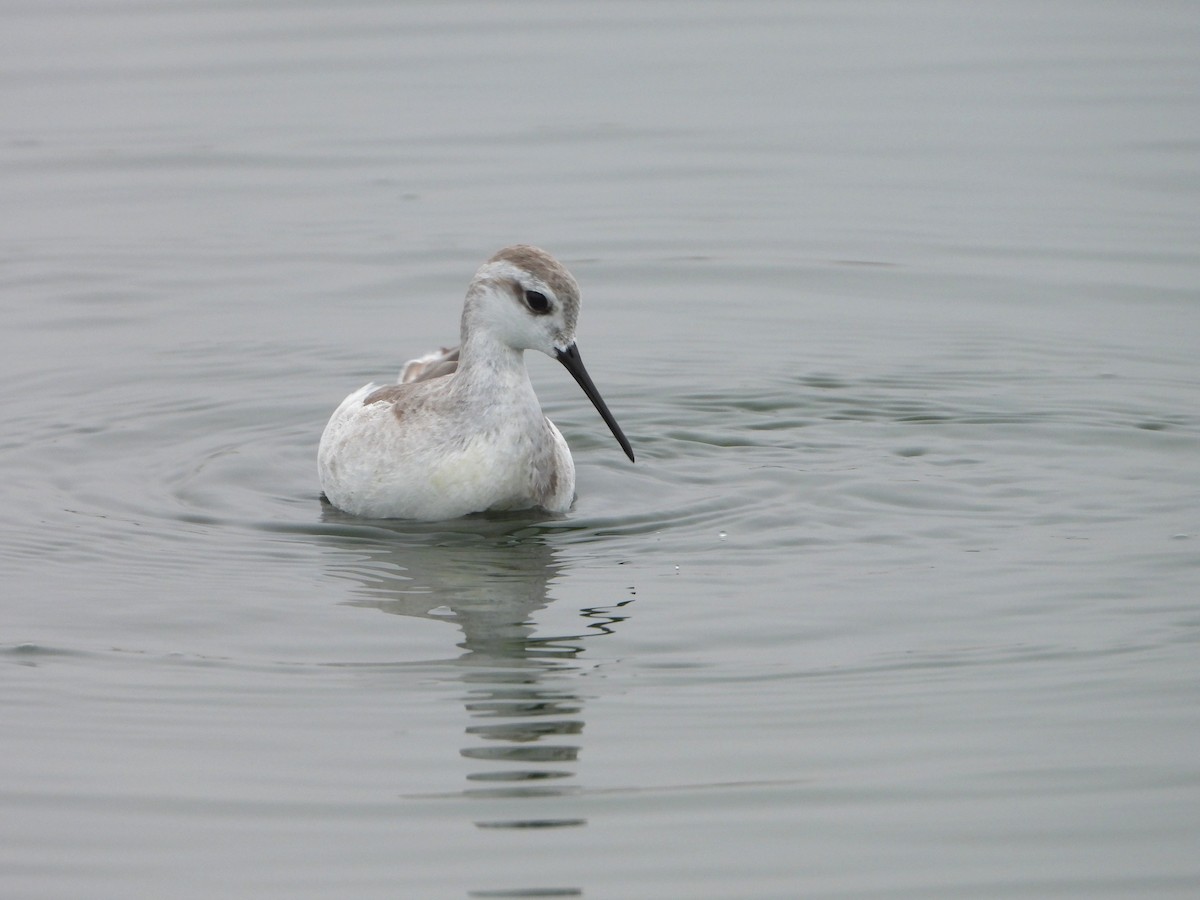 Wilson's Phalarope - ML645141910