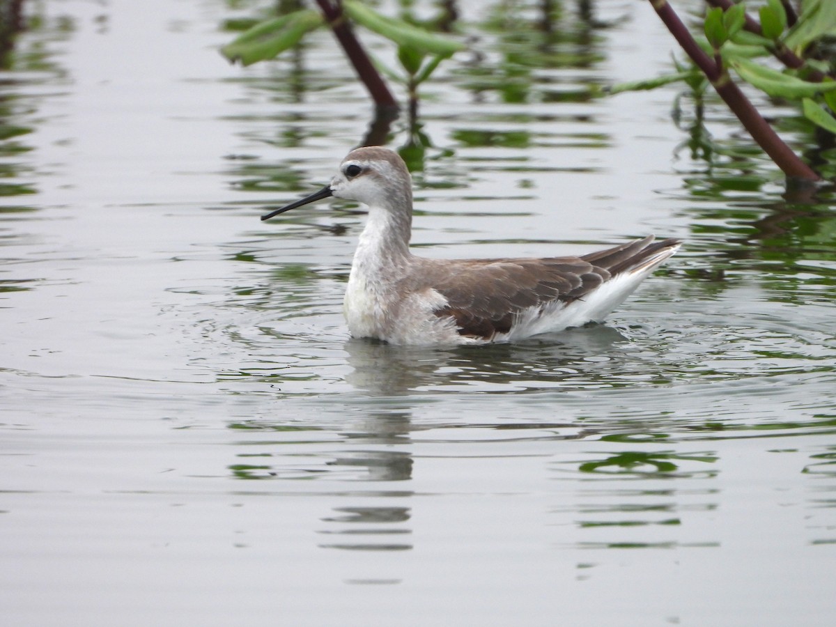 Wilson's Phalarope - ML645141911