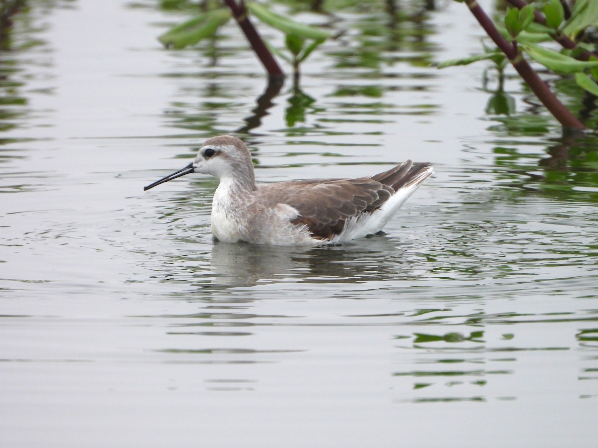Wilson's Phalarope - ML645141912