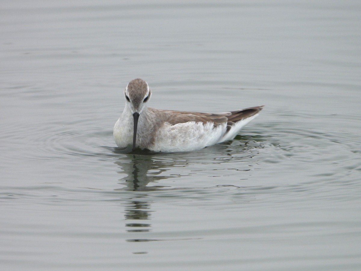 Wilson's Phalarope - ML645141913