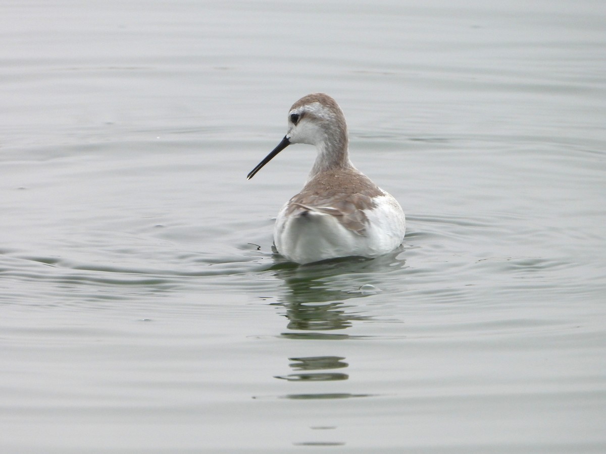 Wilson's Phalarope - ML645141914