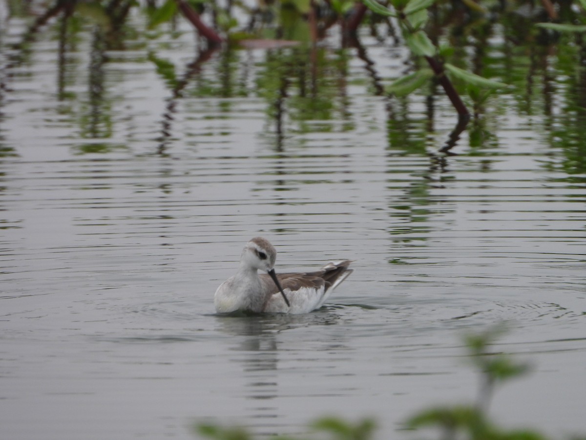 Wilson's Phalarope - ML645141915
